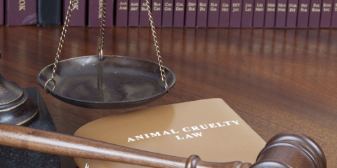 Three Helpful Defenses Against Animal Cruelty Photo